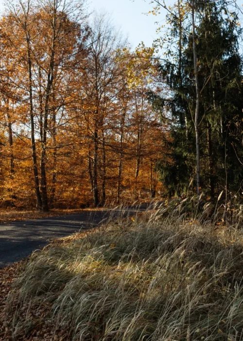 Bosque otoñal en el Bages · Muditā Barcelona