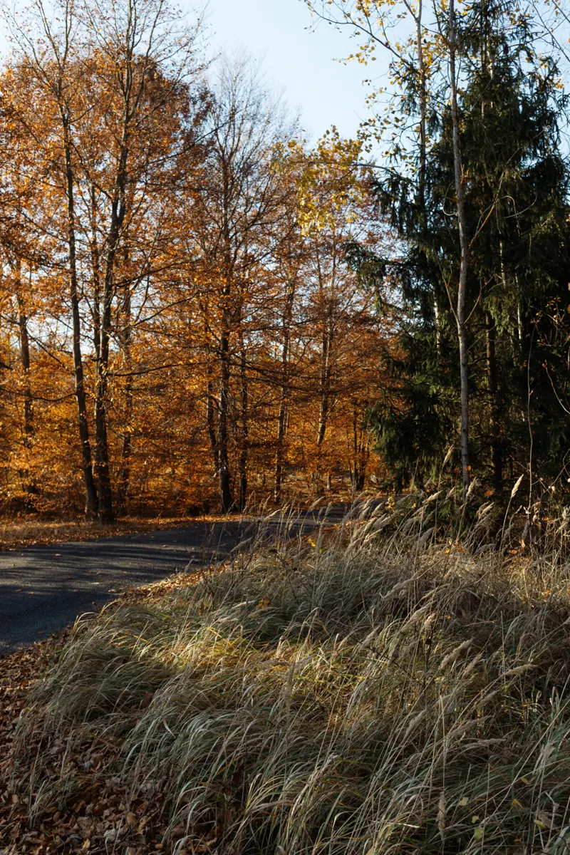 Bosque otoñal en el Bages · Muditā Barcelona