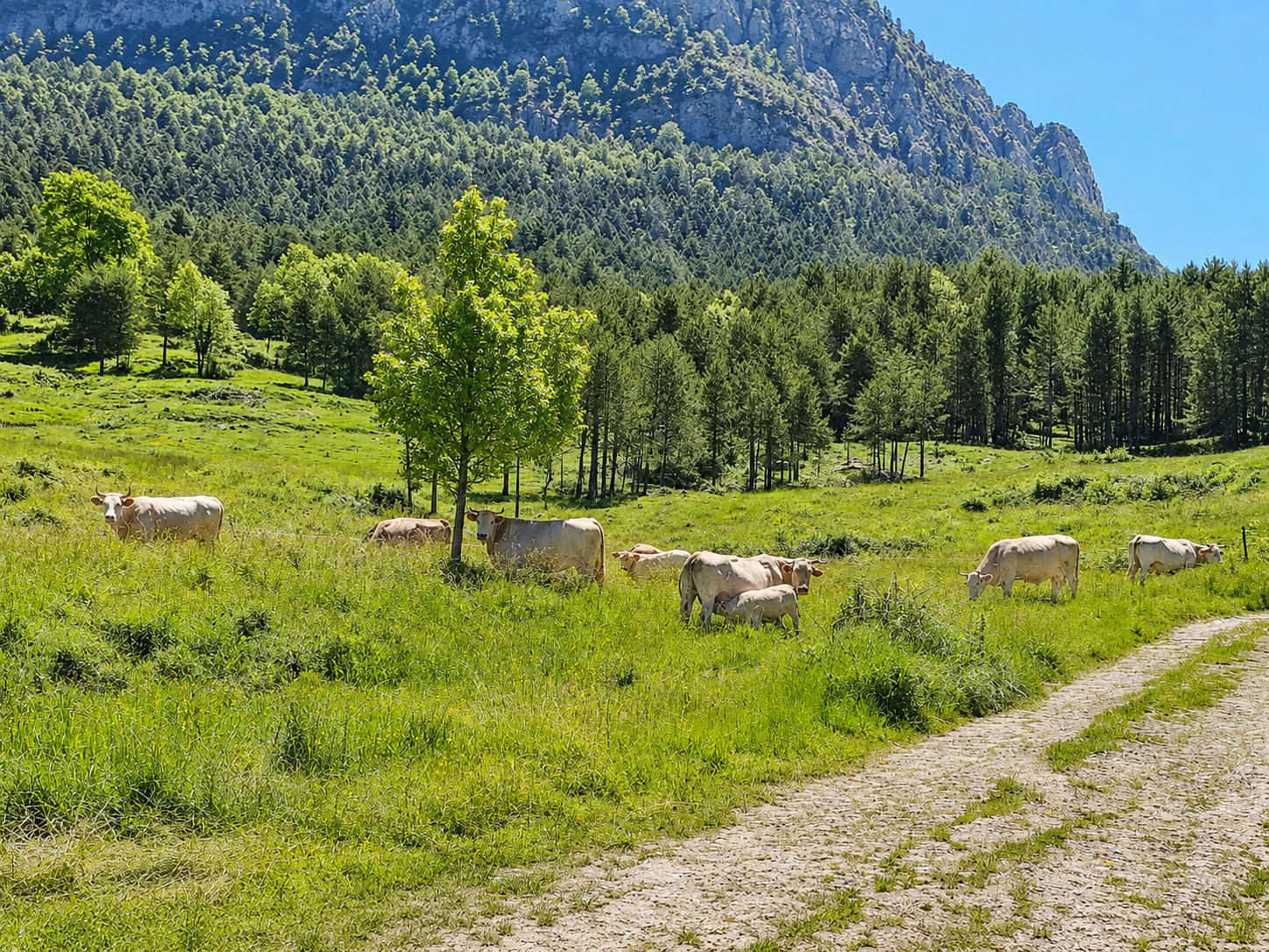 Masía en venta en La Nou de Berguedà, Cal Frare, finca histórica a reformar en Malanyeu con varias edificaciones, piedra tradicional, naturaleza y paisaje de montaña.