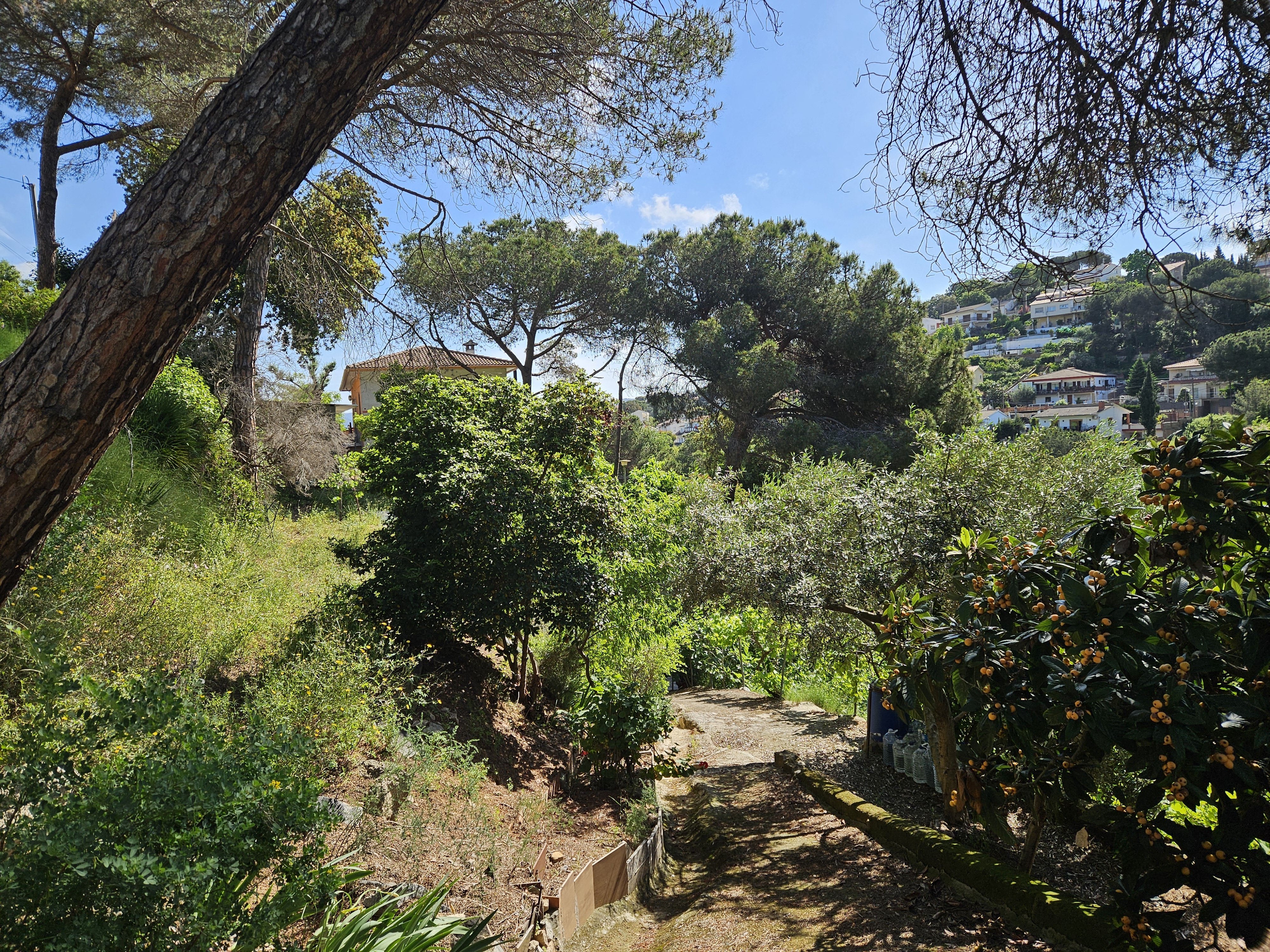 Terreno residencial urbano en Les Ginesteres, Argentona, parcela sin edificar en entorno natural del Maresme.