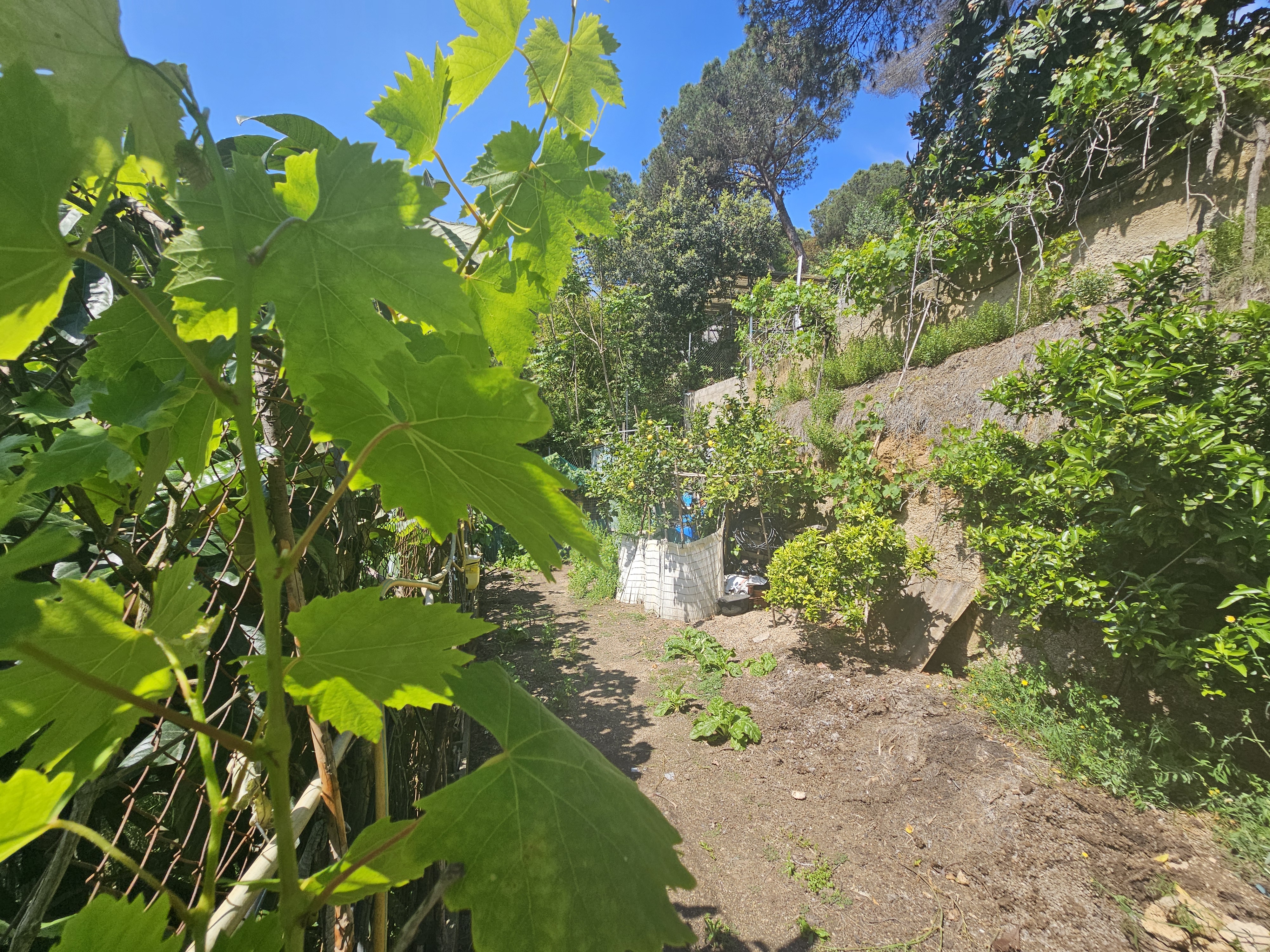 Terreno residencial urbano en Les Ginesteres, Argentona, parcela sin edificar en entorno natural del Maresme.