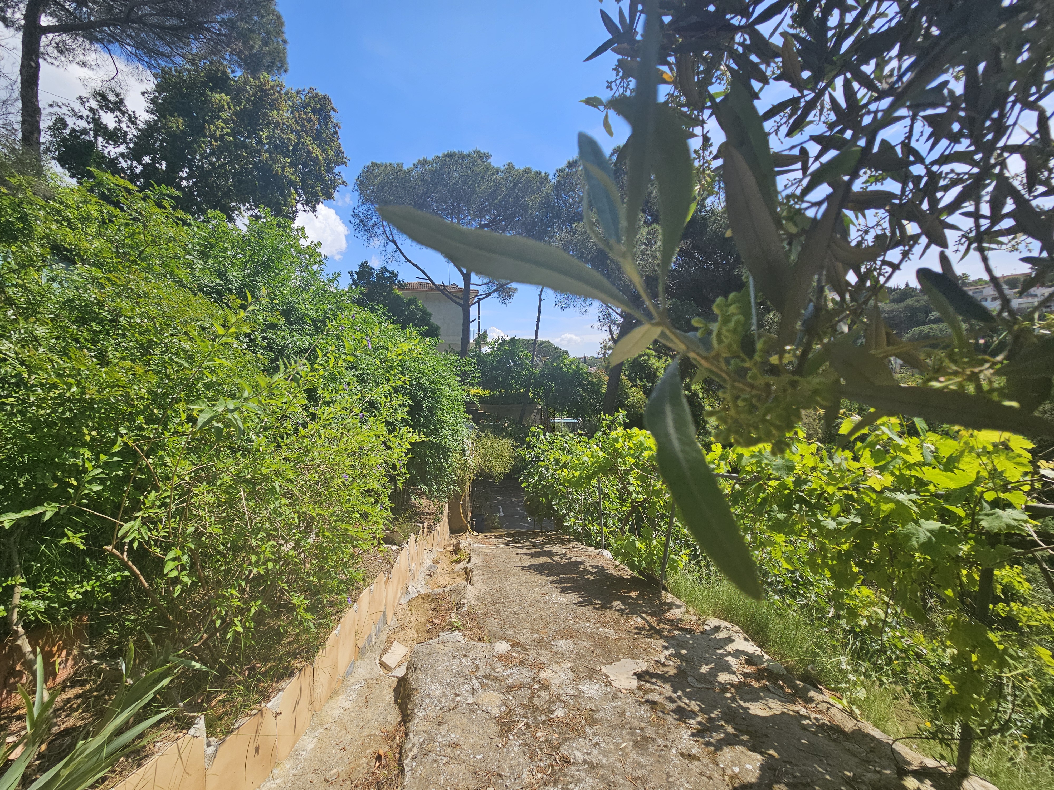 Terreno residencial urbano en Les Ginesteres, Argentona, parcela sin edificar en entorno natural del Maresme.