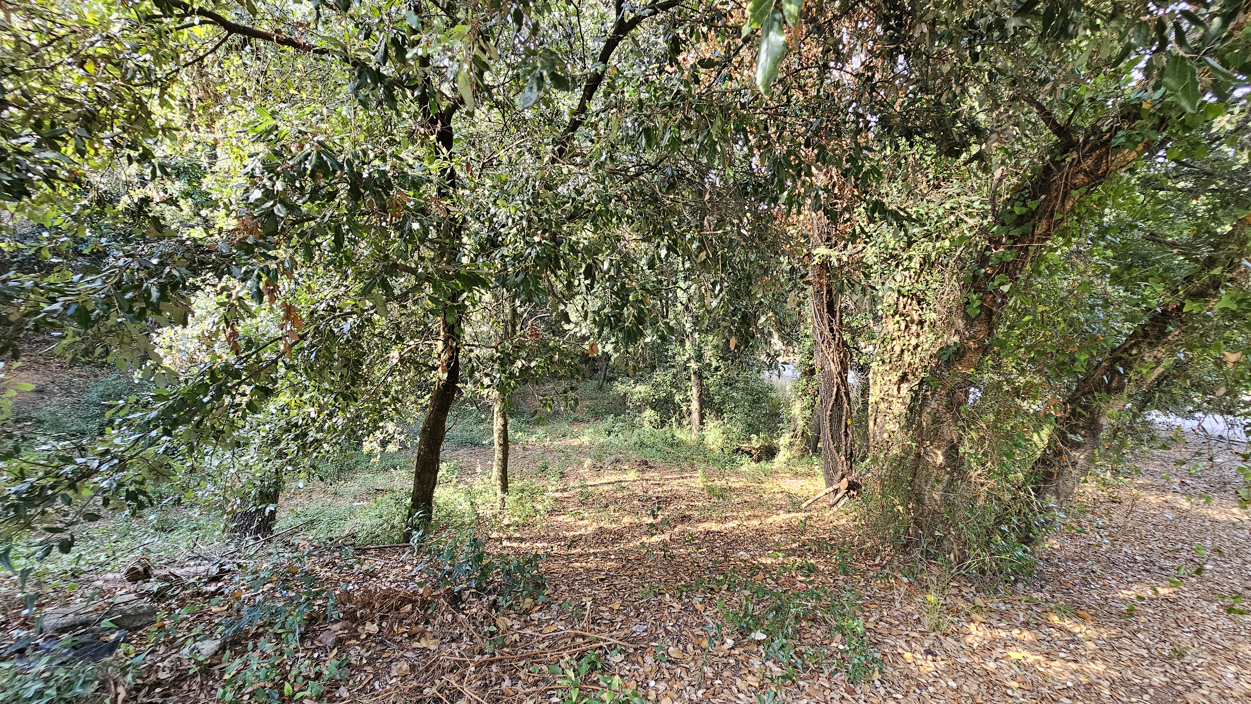 Terreno urbano edificable en Sant Pere de Vilamajor, Vallès Oriental, parcela arbolada de casi 1.000 m² rodeada de naturaleza cerca del Montseny.