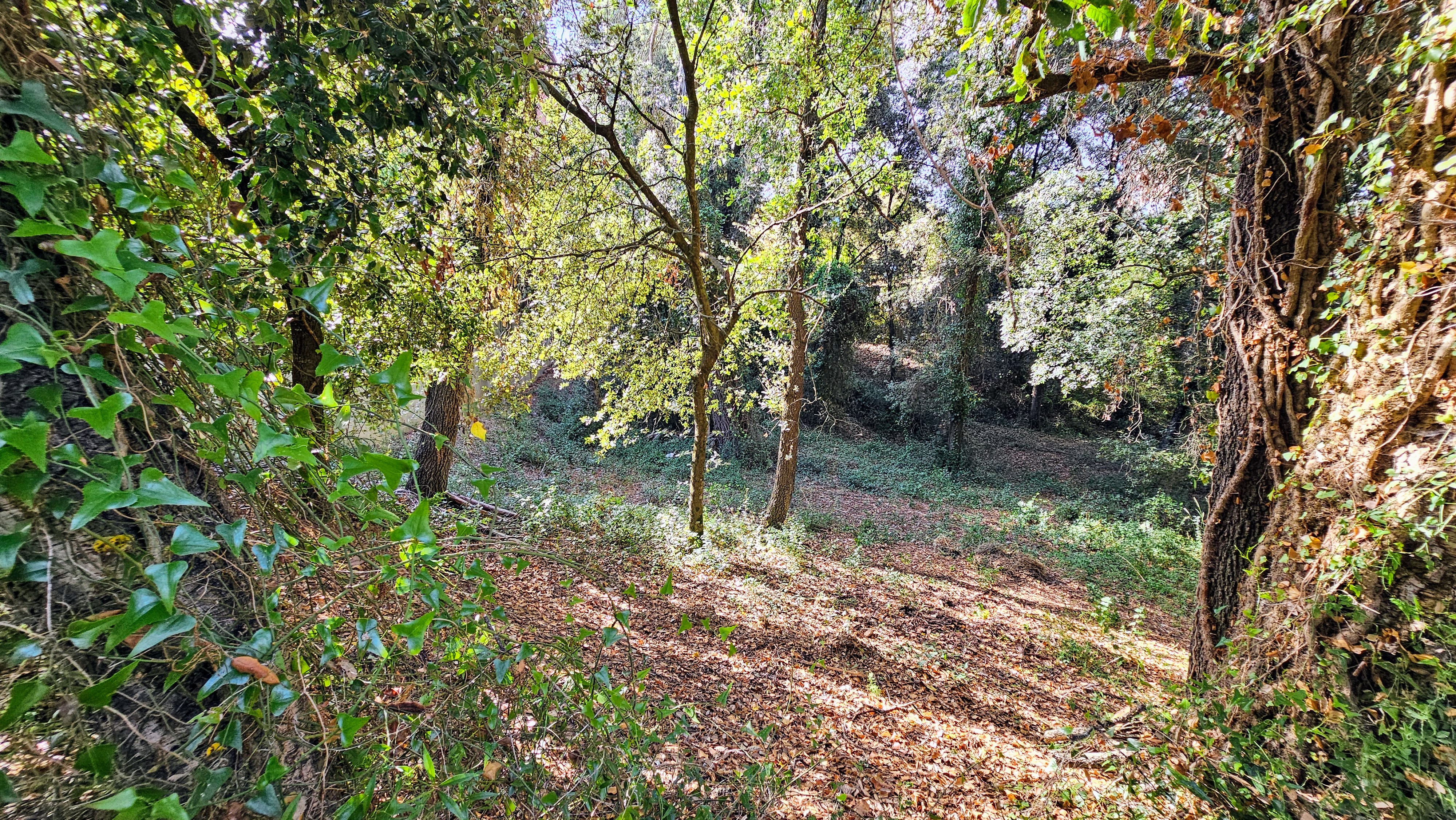 Terreno urbano edificable en Sant Pere de Vilamajor, Vallès Oriental, parcela arbolada de casi 1.000 m² rodeada de naturaleza cerca del Montseny.